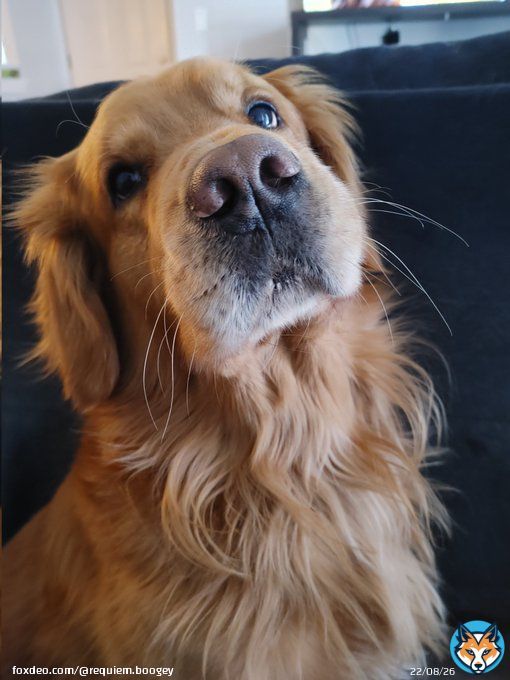 'Throw it please!' #dogsoftwitter
