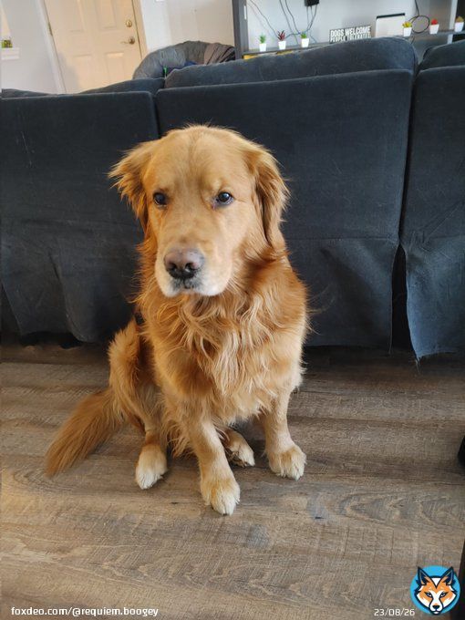 Happy Thursday frens! Its supposed to be much warmer today...that means muddy zoomies will happen! Have a great day! #dogsoftwitter