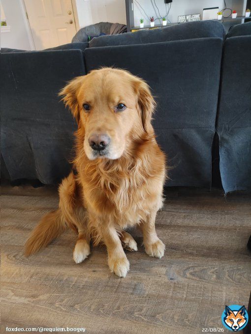 Happy Thursday frens! Its supposed to be much warmer today...that means muddy zoomies will happen! Have a great day! #dogsoftwitter