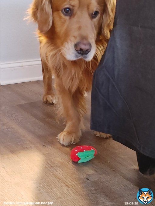 The look you give when your realize its not a real strawberry. #dogsoftwitter