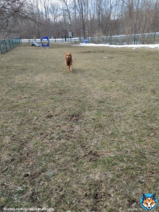 We have liftoff!! #dogsoftwitter