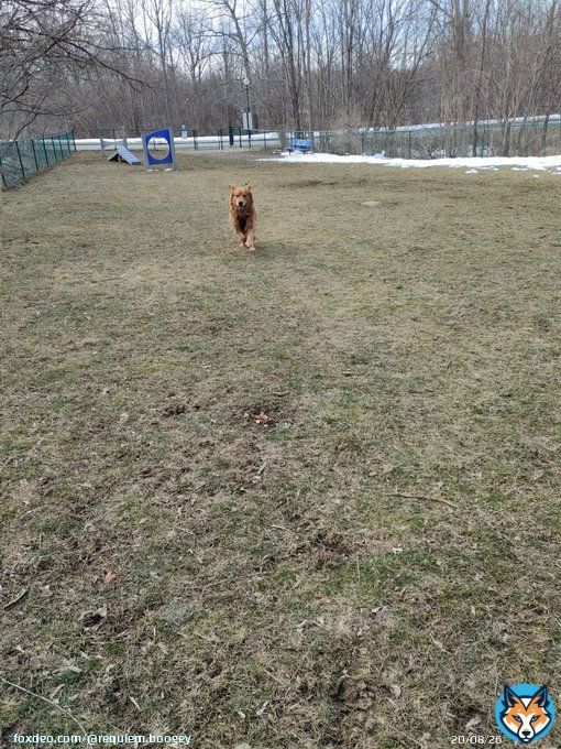 We have liftoff!! #dogsoftwitter