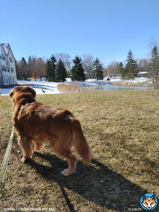 Walkies! And keeping an eye on my new fren! #dogsoftwitter