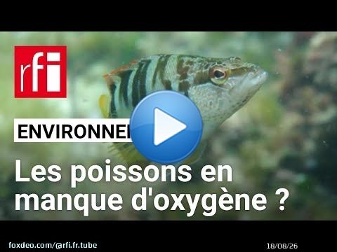 Les poissons vont-ils manquer d'oxygène dans l'océan ? ( et ce n'est pas un poisson d'avril )