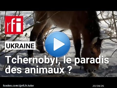 Ukraine : Tchernobyl, le paradis des animaux ? • RFI