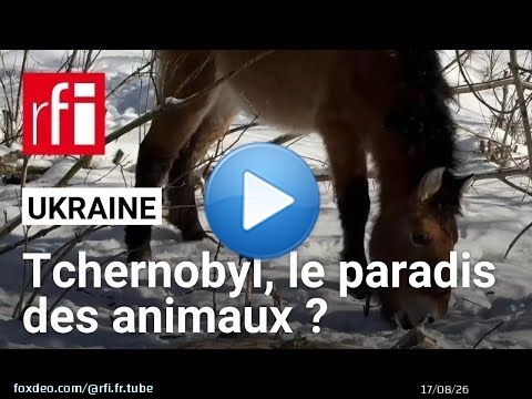 Ukraine : Tchernobyl, le paradis des animaux ? • RFI