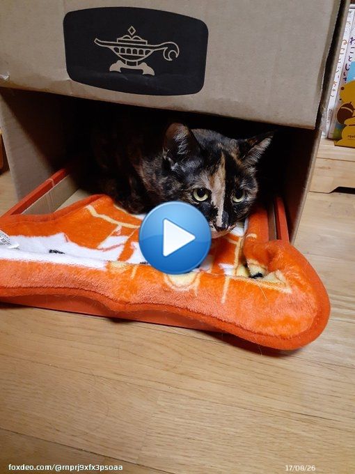 お気に入りの 赤い箱を アラジンの空き箱に 差し込んでみた ????  #猫のいる暮らし   #猫 良いんじゃね？
