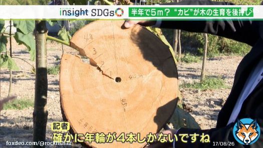 「年輪が4本しかない」5年で15mに！あっという間に伸びる木が地球温暖化防止の救世主に【SDGs】  「ジャパロニア」、「早生日本桐」  ・・・これ大丈夫なんです？　いや胡散臭いんだけど。