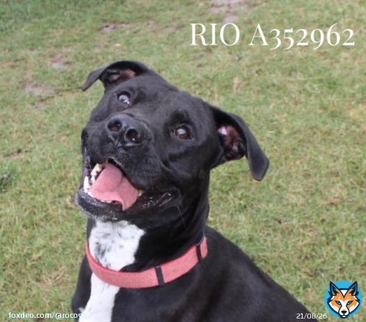 RIO #A352962 ZACK #A352402 2 GORGEOUS Black Labs HIT LIST to DIE 4/14 RIO Age 1 such a happy pup super friendly loves to run & play ZACK Age 2 super smart, so affectionate  very agile jumps fences! Both INNOCENT DON&rsquo;T deserve DEATH Plz #Pledge to HELP NEED #Rescue&hellip;