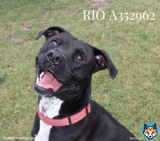RIO #A352962 ZACK #A352402 2 GORGEOUS Black Labs HIT LIST to DIE 4/14 RIO Age 1 such a happy pup super friendly loves to run & play ZACK Age 2 super smart, so affectionate  very agile jumps fences! Both INNOCENT DON&rsquo;T deserve DEATH Plz #Pledge to HELP NEED #Rescue&hellip;