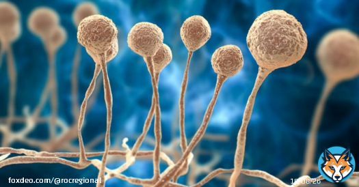 In the hit series #TheLastOfUs, a fungal infection known as ophiocordyceps spreads rapidly, leading to a post-apocalyptic reality.  Could a fungus really infect people so severely? Our experts weigh in. @TheLastofUsHBO