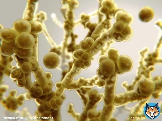 CDC WARNING  The CDC is warning that an antimicrobial-resistant form of Candida auris poses an urgent threat and is spreading rapidly in U.S. healthcare facilities. The fungus can cause severe infections with high death rates.  #TruBlue #wtpBLUE