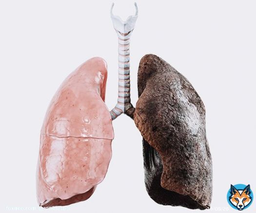 The lung on the right was taken from a man that had worked at a #Bitcoin mine for just ten years  The lung on the left was taken from a man who worked down a coal mine his entire life  Really makes you think