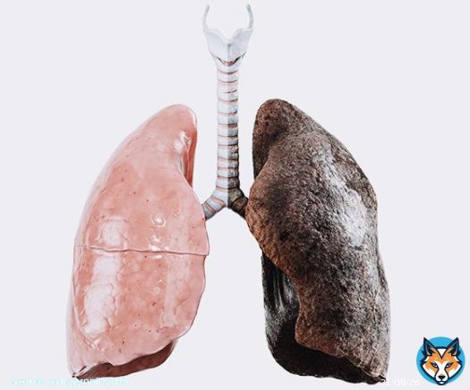 The lung on the right was taken from a man that had worked at a #Bitcoin mine for just ten years  The lung on the left was taken from a man who worked down a coal mine his entire life  Really makes you think