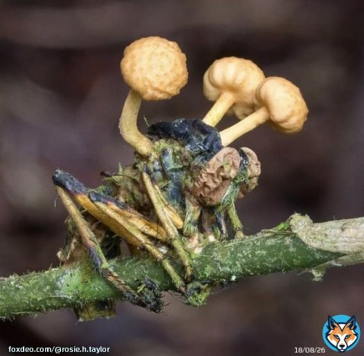 Happy Halloween from ophiocordyceps dipterigena (a parasitic fungi that grows on insects) in this case photographed in Madagascar by Danny Newman. It is said to put the ant in a &lsquo;death grip&rsquo; - pinning it into position on the leaf is optimal for spore dispersal