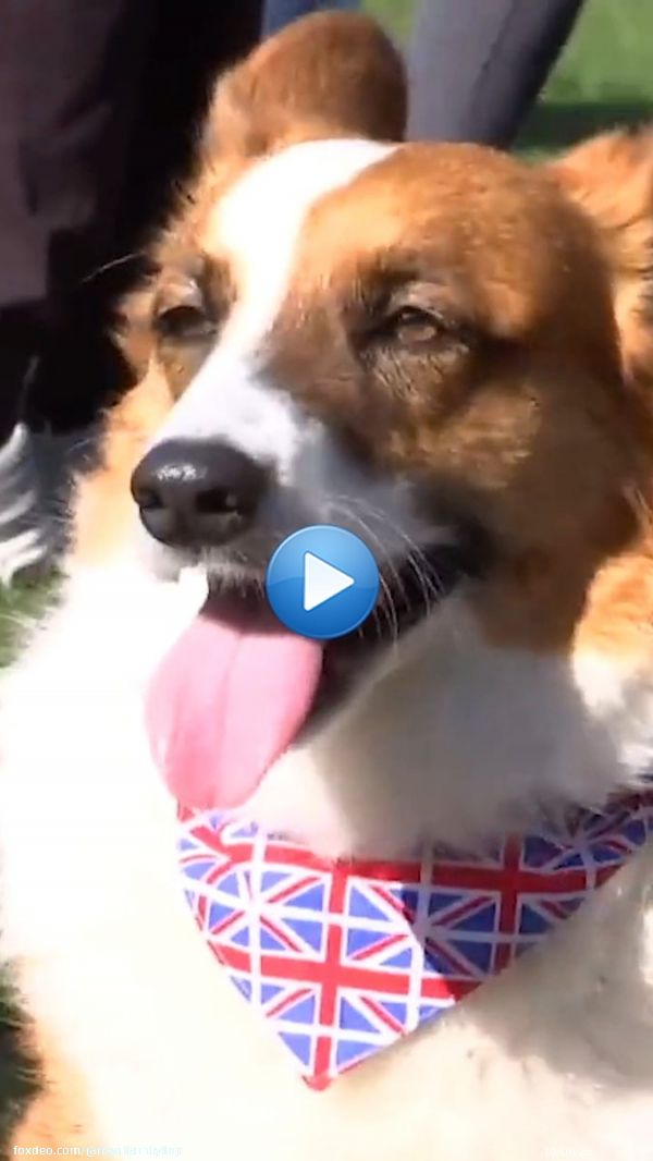 Corgis descended in their droves onto Buckingham Palace and other Royal estates yesterday for a Corgi Parade.  The pair she left behind - Muick and Sandy - are living with Prince Andrew and Sarah Ferguson, who described them as 'national treasures' wwho have 'been taught well'.