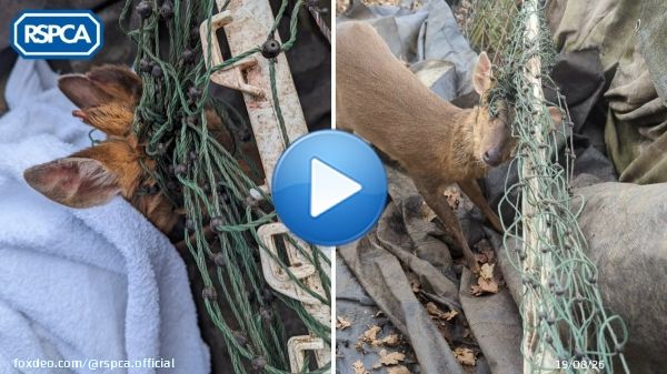 We came to the aid to rescue a deer who became tangled in a mesh fence  These fences can be problematic for wildlife, so please consider the materials you use to avoid potential casualties    Help protect wildlife and become a #WildlifeFriend: