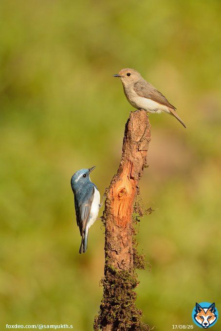An Ultramarine Flycatcher couple enacting #romeoandjuliet for the #Two2Tango theme by #IndiAves   #ThePhotoHour #birdphotography #birding #NaturePhotography #BBCWildlifePOTD #BirdsOfTwitter #nikonphotography @NatGeoIndia @Avibase @IndiAves