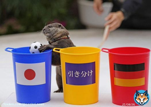 ドイツ戦、カワウソ予想は「日本勝利」　青いバケツに両手でゴ～ル！   コツメカワウソ「たいよう」が、勝敗占いで「日本勝利」を予想。両国の国旗と「引き分け」を貼った三つのバケツが用意され、日本の青いバケツにボールを入れた  #サッカー日本代表  | #FIFAワールドカップ