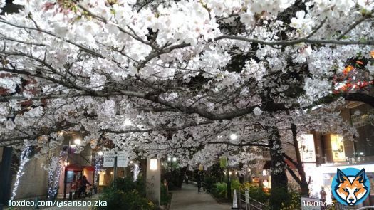 眩しいほど美しい、宝塚大劇場に向かう「花のみち」の夜桜です。 #宝塚歌劇