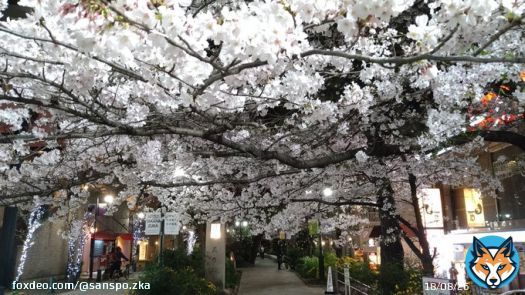 眩しいほど美しい、宝塚大劇場に向かう「花のみち」の夜桜です。 #宝塚歌劇