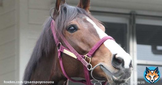 【根岸Ｓ】ダートで才能開花したギルデッドミラー　細見助手「今回はベストの条件」 - サンスポZBAT!  @sanspoyosououより
