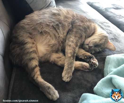 Angel taking an afternoon nap. #cats #catsofinstagram #cats_of_instagram #catstagram #catsagram
