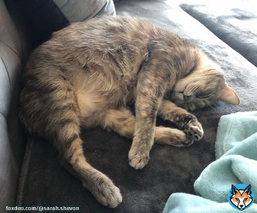Angel taking an afternoon nap. #cats #catsofinstagram #cats_of_instagram #catstagram #catsagram