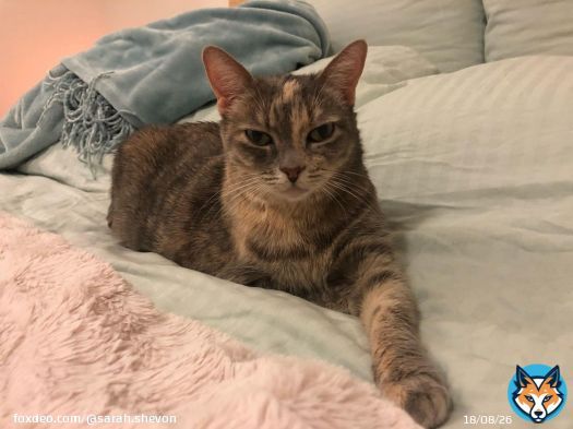 When I took this photo (Jan 7, 2019) I knew Angel had what it takes to be an IG model. \ud83e\udd29\ud83d\ude38 #cats #catsoﬁnstagram #catstagram #catsofig #catsagram #cats_of_world #catslife