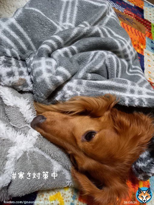#最強寒波  #犬のいる暮らし #ダックス  明後日のＹ氏エリアは、寒くなるぞ。  最高気温 　2度 最低気温 －3度  ルルも寒さ対策しなきゃな。