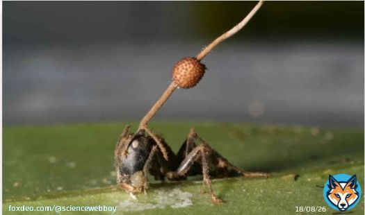 The Zombie Fungus Ophiocordyceps unilateralis (zombie fungus) doesn't control ants by infecting their brains. Instead, it destroys the motor neurons and connects directly to the muscles to manage them.