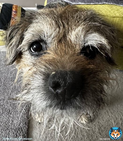 Off to the specialist vets in the morning pals for a scan on my liver and gallbladder to check I&rsquo;m still doing okay and that nothings changed. Hope I don&rsquo;t miss a #ScrappySnowDay whilst I&rsquo;m there  #ScrappyNelson #dogsoftwitter #btposse #MondayMotivaton