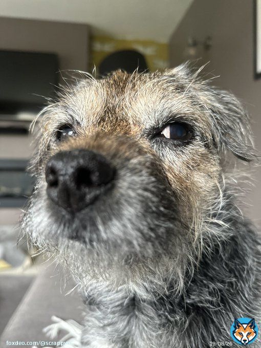 Here you go pals&hellip; #ScrappySideEye Christmas Edition   #ScrappyChristmas #ScrappyNelson #DogsofX #btposse #ChristmasEve #Christmas