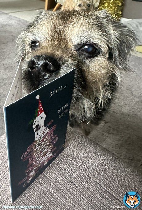 Pals&hellip; we just got a #ScrappyChristmas card from the neighbours cat Woody  Who knew cats could write! #ScrappyNelson #dogsofX #btposse #ChristmasEve #christmas #sundayvibes