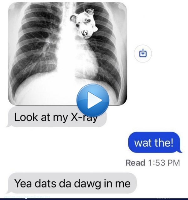 dawg.