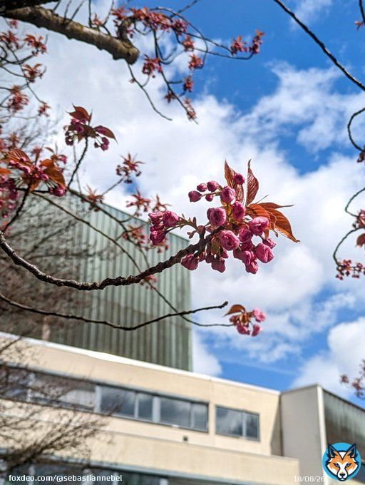 The Japanese Cherry Blossoms are coming in!