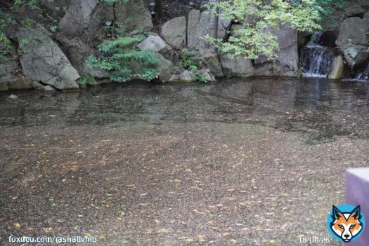 みなさまおはようございます。 今朝のホテル椿山荘東京はポツポツと雨が降り始めていました。 対局室の外の池は庭園の桜の花びらが浮き、ゆっくりと時計回りに動いていました。 #名人戦 #ホテル椿山荘東京 #渡辺明 #藤井聡太