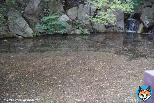 みなさまおはようございます。 今朝のホテル椿山荘東京はポツポツと雨が降り始めていました。 対局室の外の池は庭園の桜の花びらが浮き、ゆっくりと時計回りに動いていました。 #名人戦 #ホテル椿山荘東京 #渡辺明 #藤井聡太