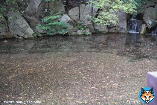 みなさまおはようございます。 今朝のホテル椿山荘東京はポツポツと雨が降り始めていました。 対局室の外の池は庭園の桜の花びらが浮き、ゆっくりと時計回りに動いていました。 #名人戦 #ホテル椿山荘東京 #渡辺明 #藤井聡太