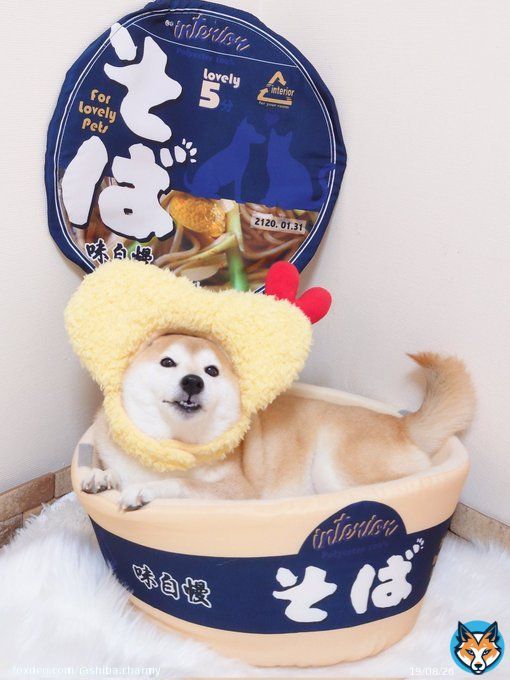 年越し柴そば よいお年を〜！ #柴犬　#大晦日　#年越しそば