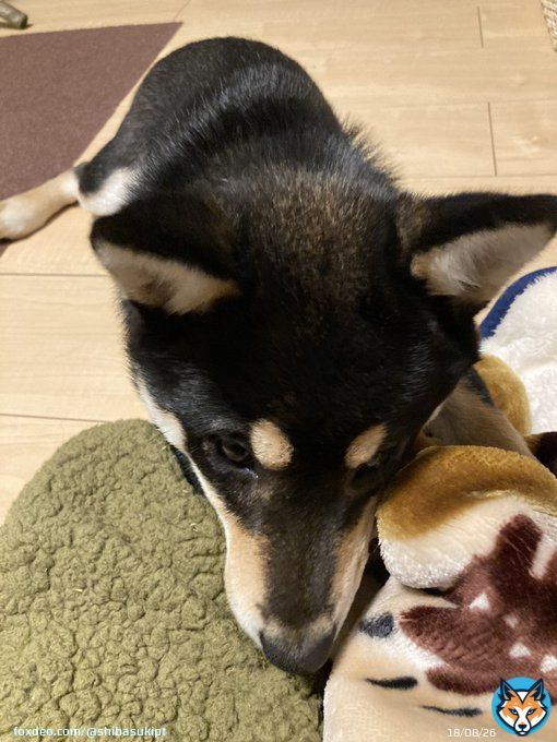皆様今日も1日お疲れ様でした  手の傷が無くならないよ 何で？ 噛まれて &hellip;  #柴犬  #犬のいる暮らし  #タグ