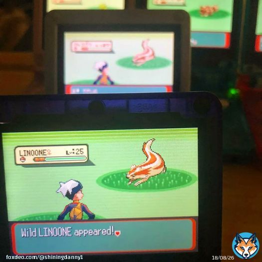 Another shiny #Linoone after 1,920 RE's  phase 3 for Tropius and the 8th of the line! Glad it was a fast phase at least. Let my girlfriend name it, I think it fits pretty well  #shinylinoone #phase #shinypokemon #pokemon #rse #fullodds