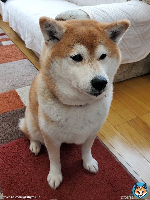 うーん。いい匂い新年早々 私も参加していいですか？ 宴会料理にクギズケ柴犬ゆず #相互ﾌｫﾛｰ #フォロバ１００  #犬好きさんと繋がりたい