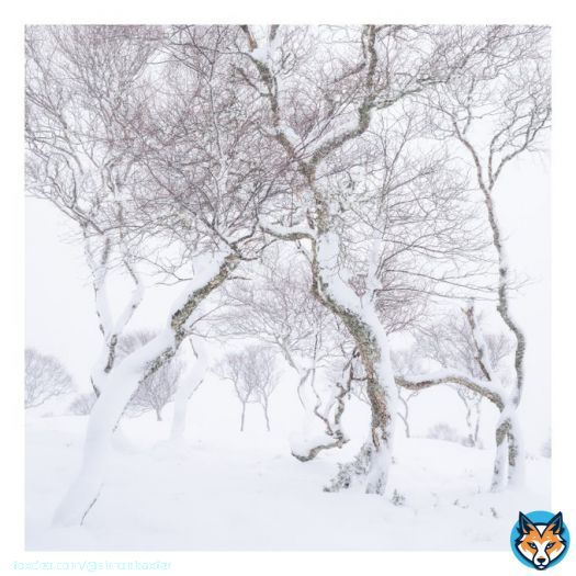 Downy birch in Scotland during a winter storm. #winterstorm #scotland #snow