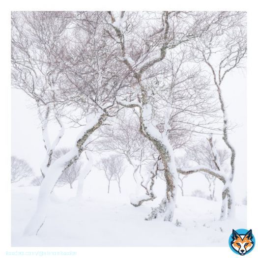 Downy birch in Scotland during a winter storm. #winterstorm #scotland #snow