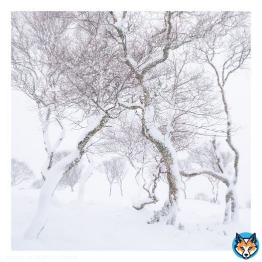 Downy birch in Scotland during a winter storm. #winterstorm #scotland #snow