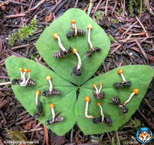Ophiocordyceps unilateralis, the fungus that infects ants and makes them walk to a place optimal for its growth. Luckily for the ants, there is a fungus that infects this fungus so only a little more than 5% of its spores are viable.   photo by Jay E