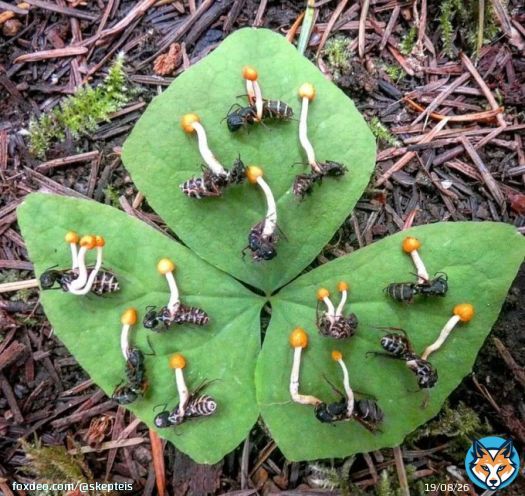 Ophiocordyceps unilateralis, the fungus that infects ants and makes them walk to a place optimal for its growth. Luckily for the ants, there is a fungus that infects this fungus so only a little more than 5% of its spores are viable.   photo by Jay E