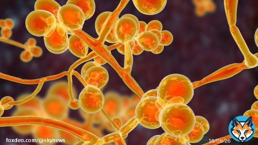 The fungus, Candida auris, was identified in Asia in 2009 but was first reported in the US in 2016. The number of infections in the country has risen by 95% between 2020 and 2021