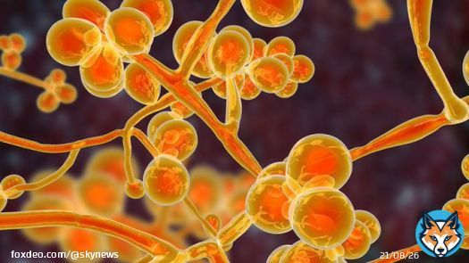 The fungus, Candida auris, was identified in Asia in 2009 but was first reported in the US in 2016. The number of infections in the country has risen by 95% between 2020 and 2021